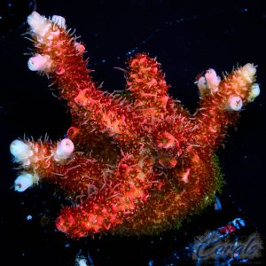 EC Crimson Frost Mille Acro L