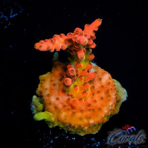EC Flamethrower Acro S