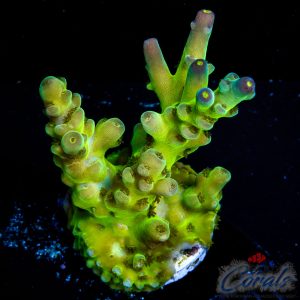 EC Acid Reign Acro M