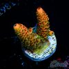 EC Orange Mille Acro S