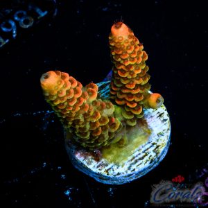 EC Orange Mille Acro S