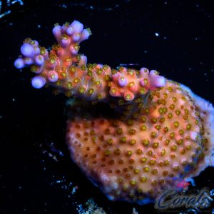 EC Eurora Split Acro M