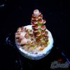 EC Pink Reactor Tenuis Acro S