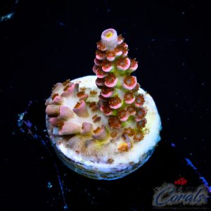 EC Pink Reactor Tenuis Acro S