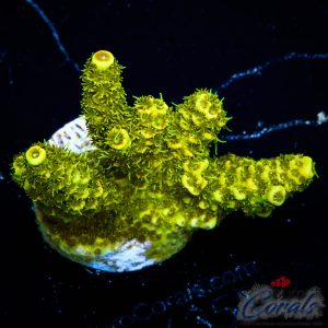 EC Solar Flare Mille Acro L