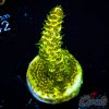 EC Solar Flare Mille Acro S