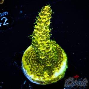 EC Solar Flare Mille Acro S