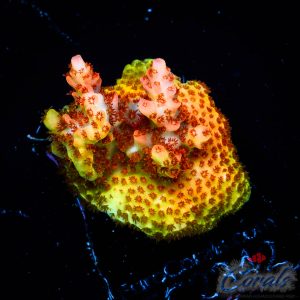 EC Rainbow Beast Mode Acro M