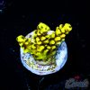 EC Wolverine Acro S