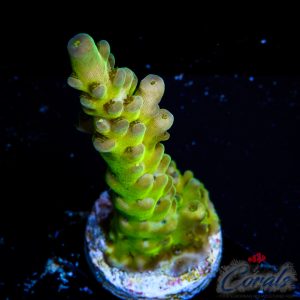 EC Acid Reign Acro S