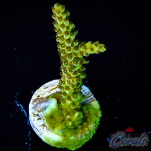 EC Aquamarine Stag Acro M