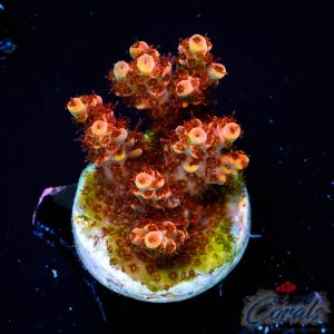 EC WOW Acro L