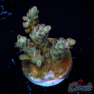 EC Jocker Acro L