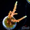 EC Poison Envy Acro M
