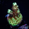 EC Cookie Monster Acro S