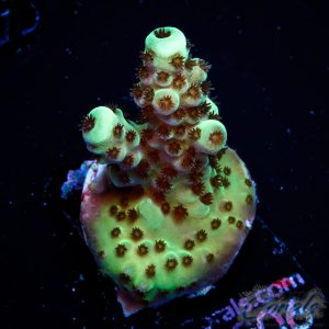 EC Cookie Monster Acro S