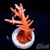 EC Golden Echinata Acro M