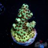 EC Cookie Monster Acro S