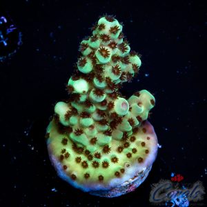 EC Cookie Monster Acro S