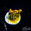 EC Mango Flamingo Acro S