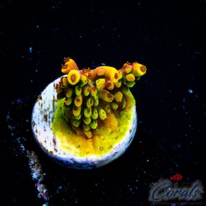 EC Mango Flamingo Acro S