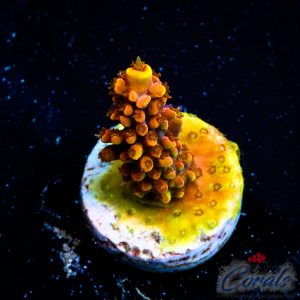 EC Mango Flamingo Acro XS