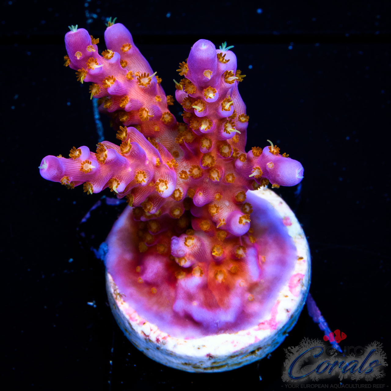 EC Fireworks Acro M