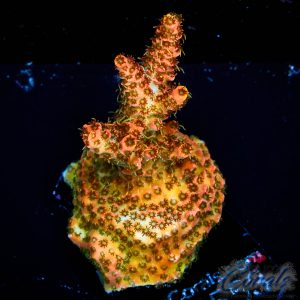 EC DragonFuel Acro M