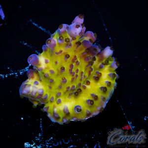 EC Electric Miyagi Tort Acro M