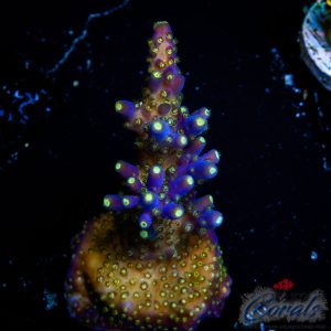 EC Nebula Acro L