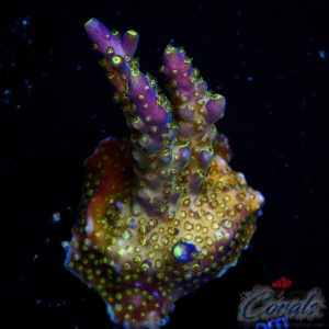 EC Nebula Acro M