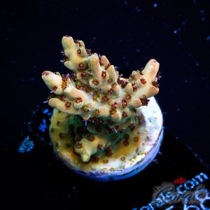 EC Crayola Twist Acro M