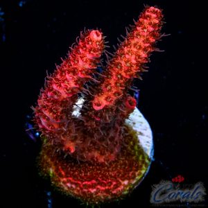 EC Red blood Mille Acro L