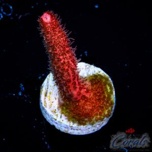 EC Red blood Mille Acro S