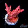 EC Red Diablo Acro M