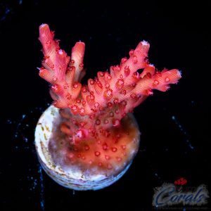 EC Red Diablo Acro M