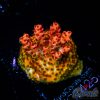 EC Tears of The Sun Acro M