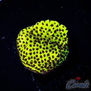 EC Dinosaur Egg Monti M