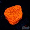 EC Super Orange Encrusting Monti L