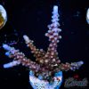 EC Shark Attack Acro XL