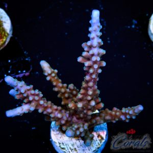 EC Shark Attack Acro XL