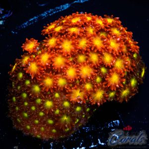 EC Raspberry Limeade Goni XL