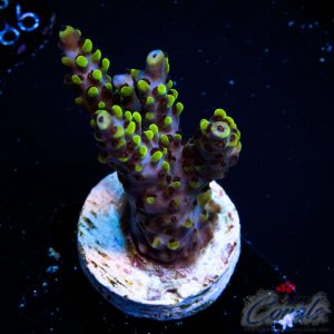 EC BlackBerry Acro M