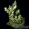 EC Venom Crown Acro L