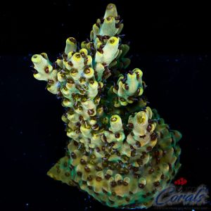 EC Venom Crown Acro L