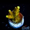 EC Golden Jawdropper Acro S