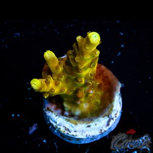 EC Golden Jawdropper Acro S