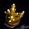 EC Golden Jawdropper Acro M