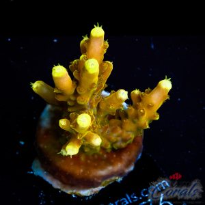 EC Golden Jawdropper Acro M
