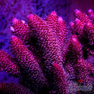 EC Akil’s Matrix Spathulata Acro S - Image 3